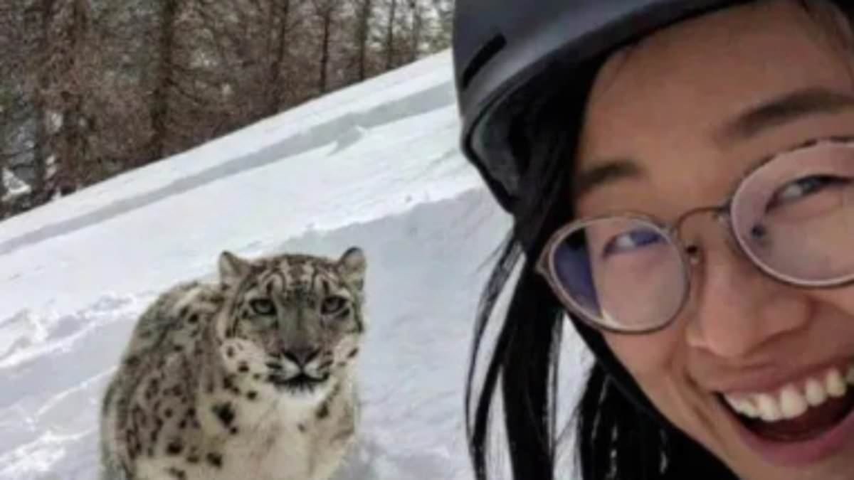 Seconds from disaster: Chilling photo shows skiing tourist taking selfie with rare snow leopard moments before it mauled her face