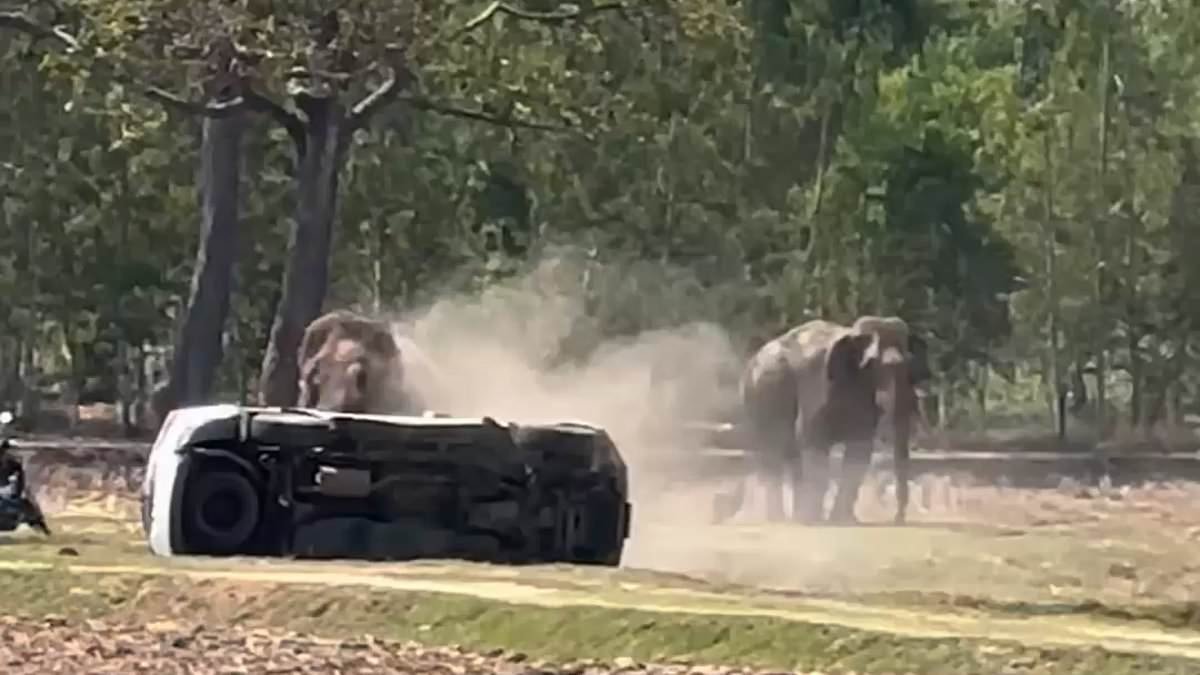 Not now, pal! Elephant goes berserk and smashes up vehicles after it's interrupted while having sex