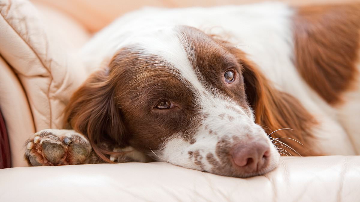 It really is a dog's life: Majority of Brits admit their pet has an assigned seat in the living room
