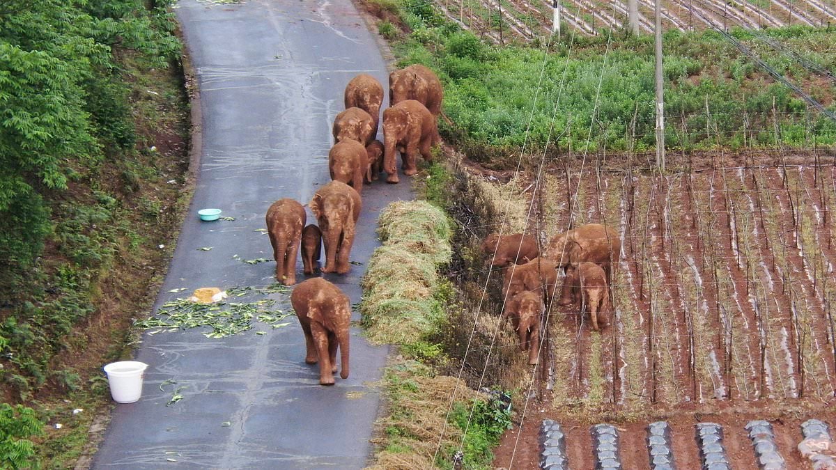 Amazing tales of animal survival - from Chinese dogs led home by Corgi, to elephants that escaped from the zoo and went on 300-mile trek across country