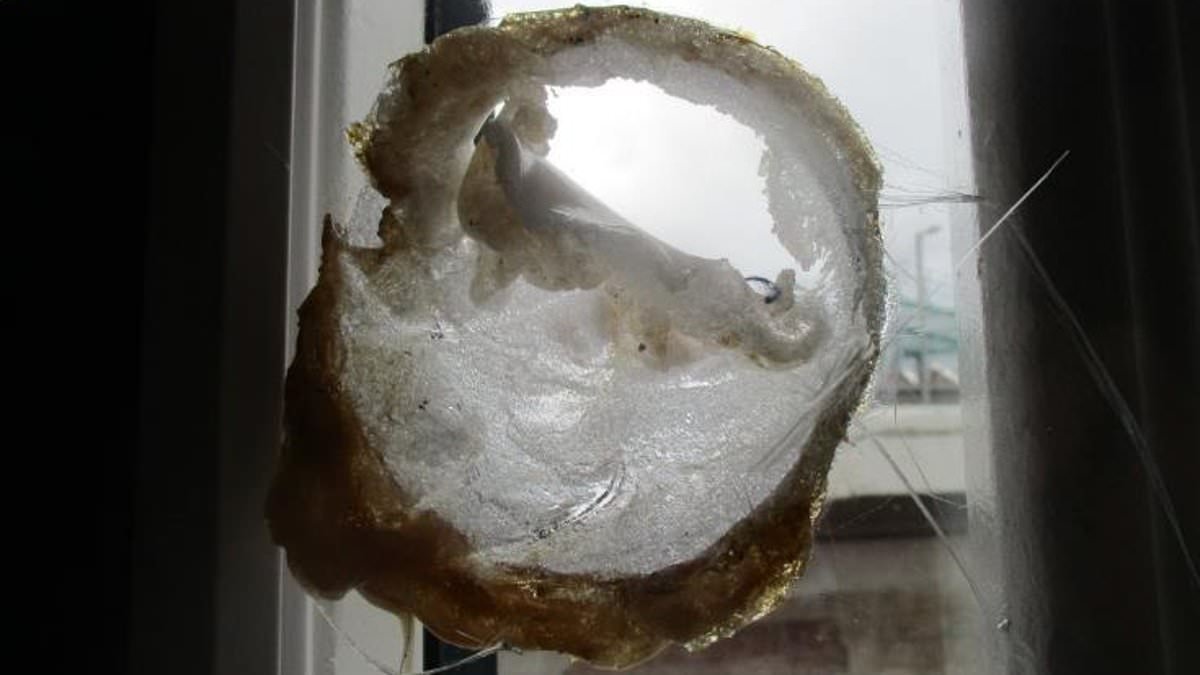 Inmates at crisis-hit prison 'sit in their cells watching daytime TV and taking drugs smuggled in by drone-flying gangs through broken windows'