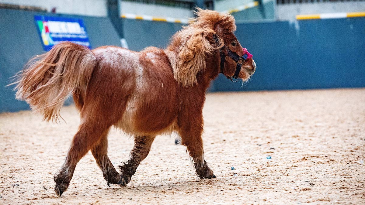 Meet Pickle! The pint-sized pony that was found so poorly he couldn't stand... and now he's thriving