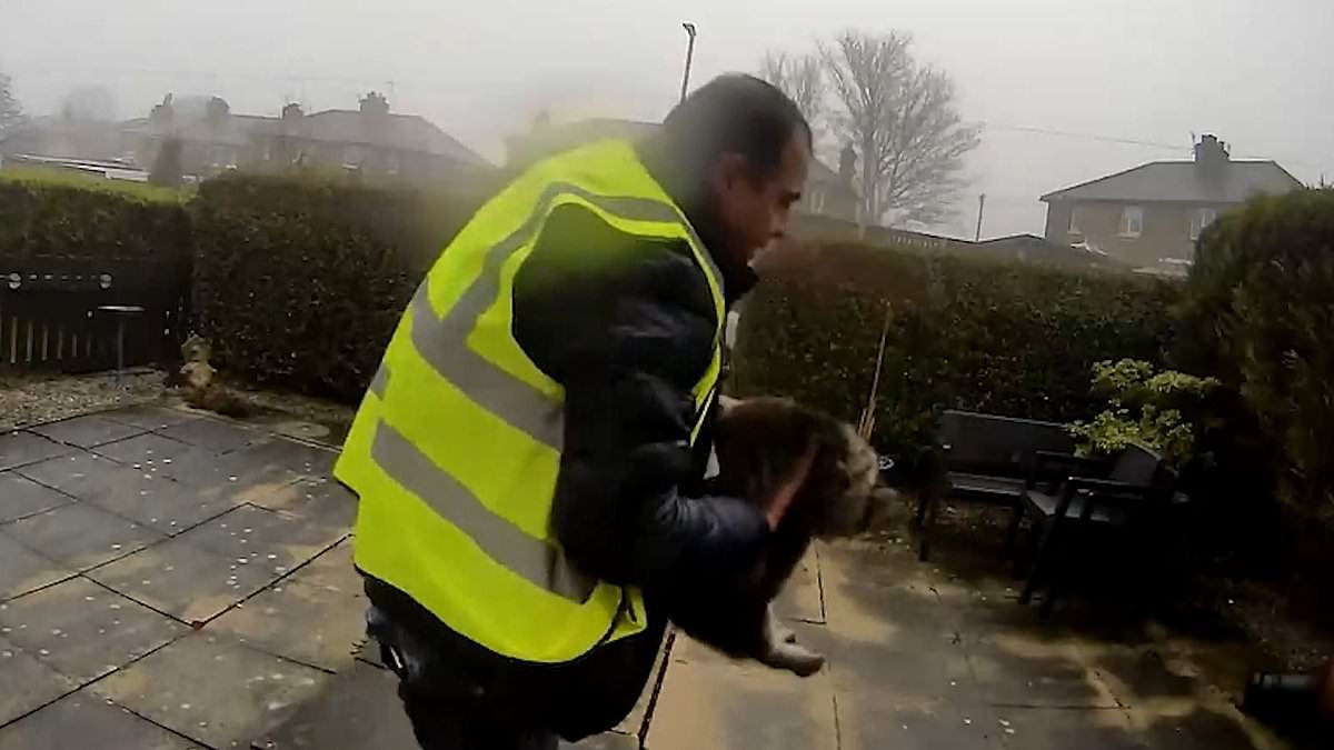 Why thieves are taking 'worthless' family pets: Even old cats nobody would pay for and dogs too old to breed are at risk - as Amazon driver makes off with beloved cat