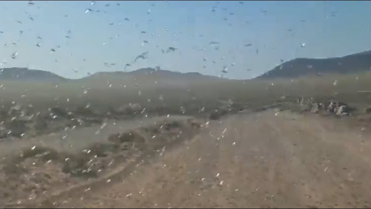 Horrifying swarm of locusts hits Spanish holiday islands, with officials issuing guidance for tourists