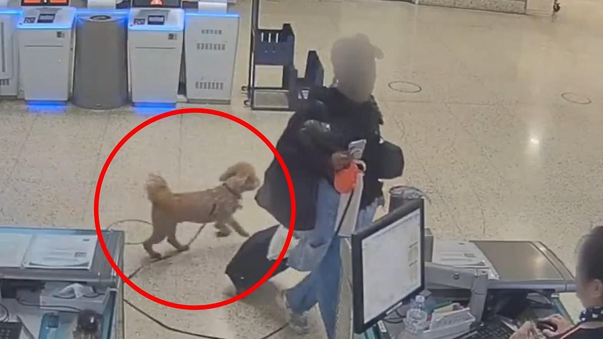 Heartless woman is arrested for abandoning her puppy at Vegas airport ticket counter because she couldn't bring him on flight