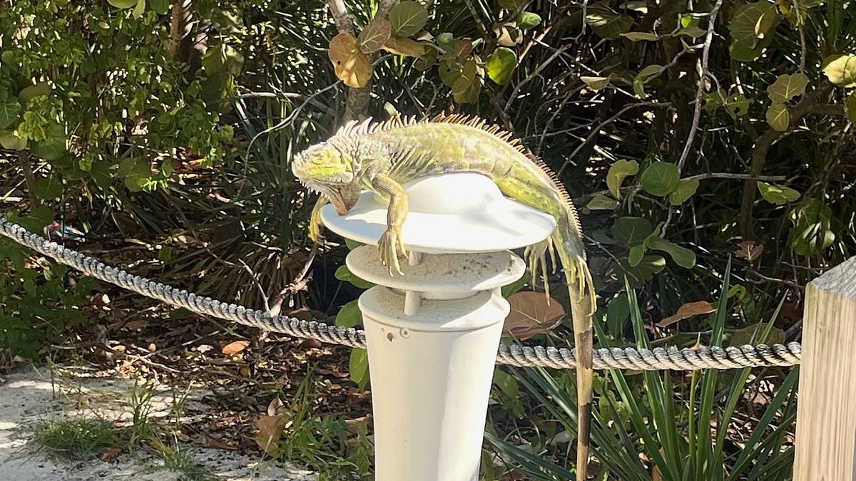 Frozen iguanas fall from trees as freak cold snap grips Florida, leaving invasive reptiles piled on the ground