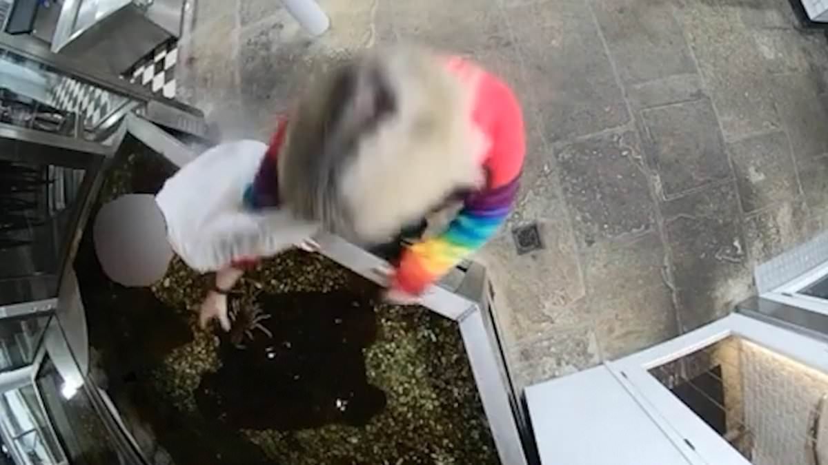 Moment animal rights activist 'frees' live lobster from restaurant and releases it into the harbour after falsely believing it was to be eaten