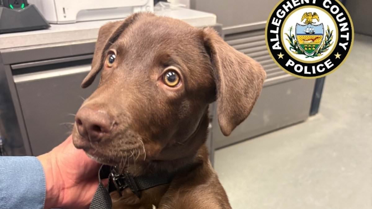 Confused chocolate Labrador puppy abandoned at airport by cruel owner after being told he couldn't fly with his pet