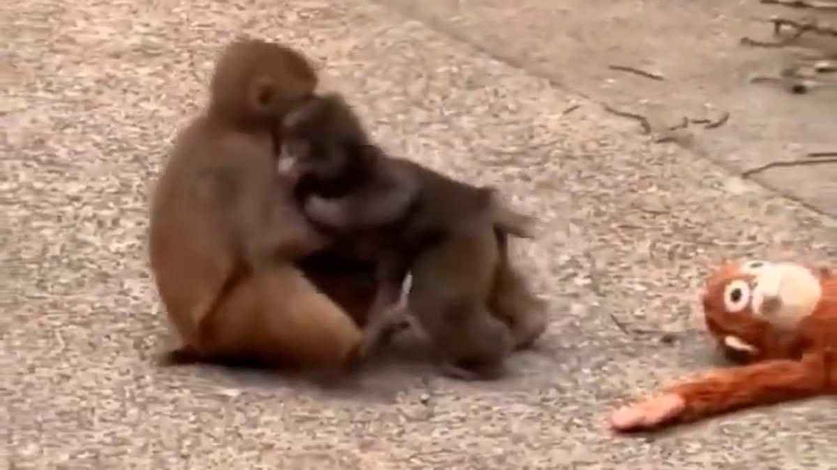 Has Punch found love? Viral macaque is snapped snuggling and KISSING another monkey