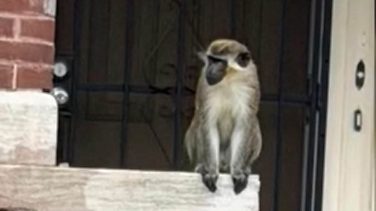 Gang of monkeys on the loose near a Missouri park... as officials admit they are baffled over their origin