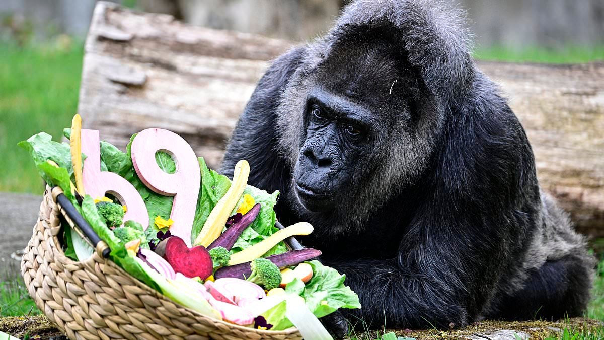 Ape Ape hooray! World's oldest gorilla celebrates her 69th birthday