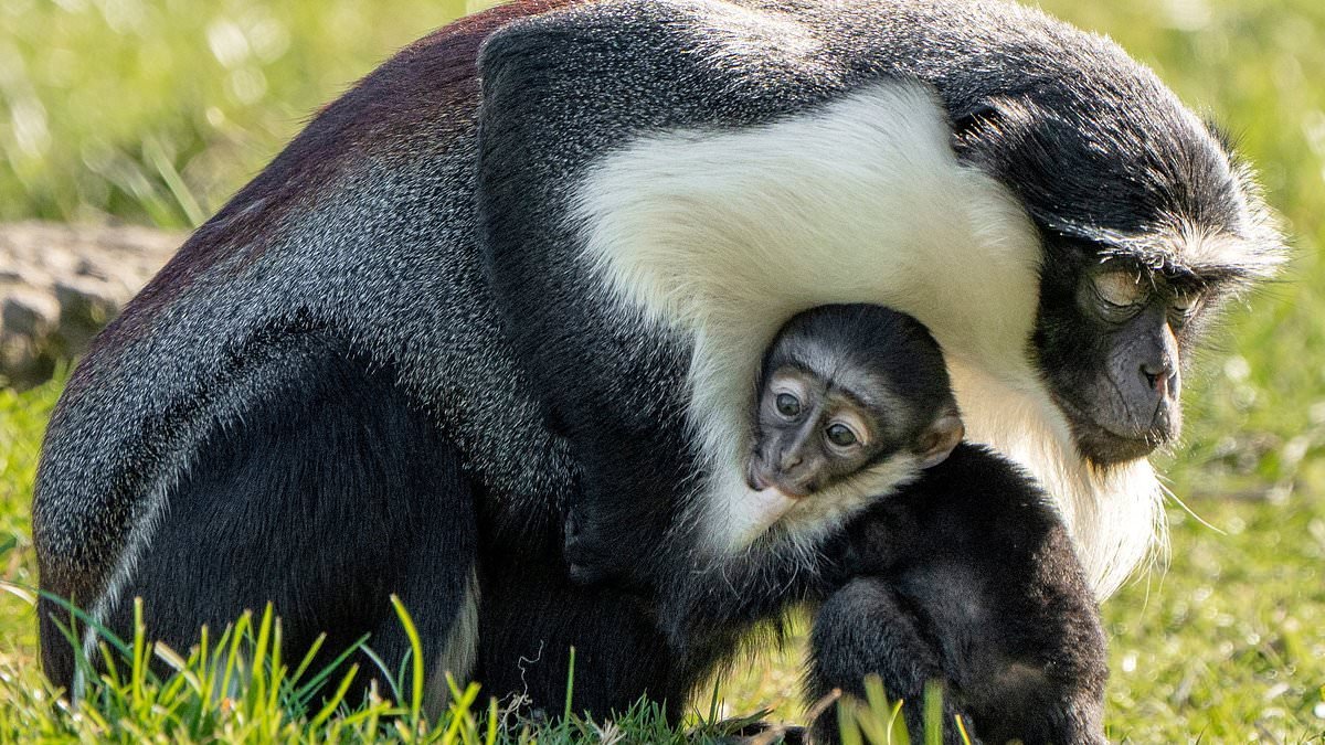 Masaya's a mum! Endangered monkey whose foot was saved from amputation gives birth to baby girl