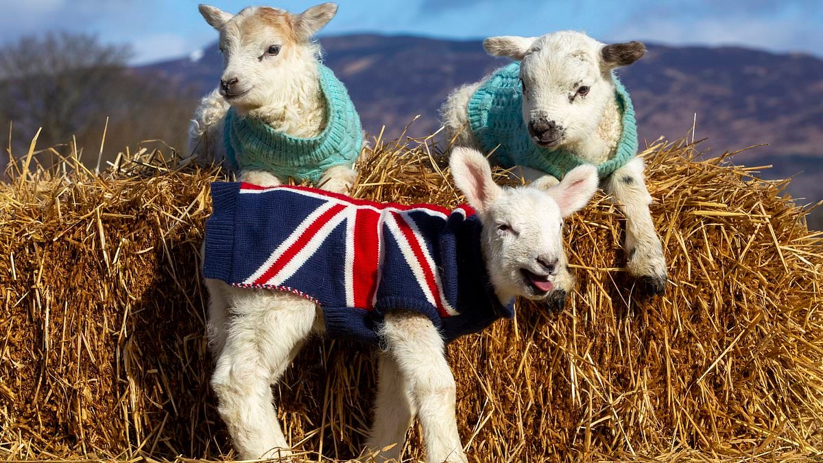 Orphaned lambs are kept cosy in hand-made knitted jumpers
