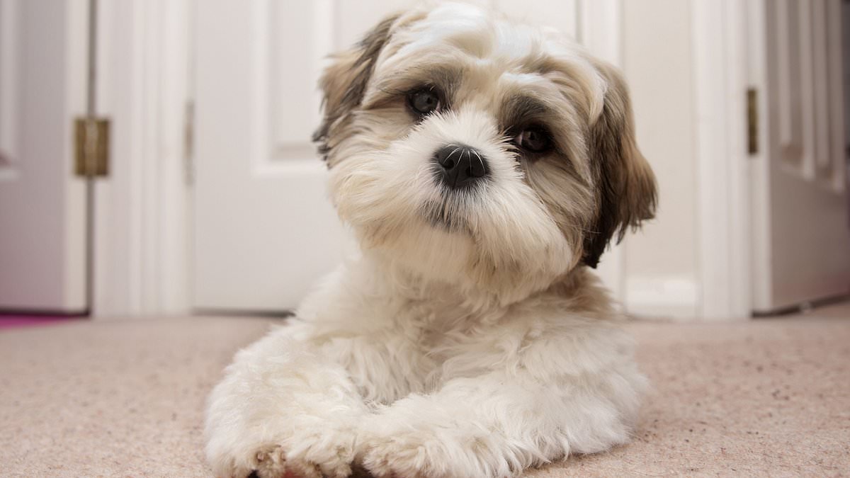 Revealed: The 67 dog breeds that could be banned in Britain... is YOUR pooch on the list?