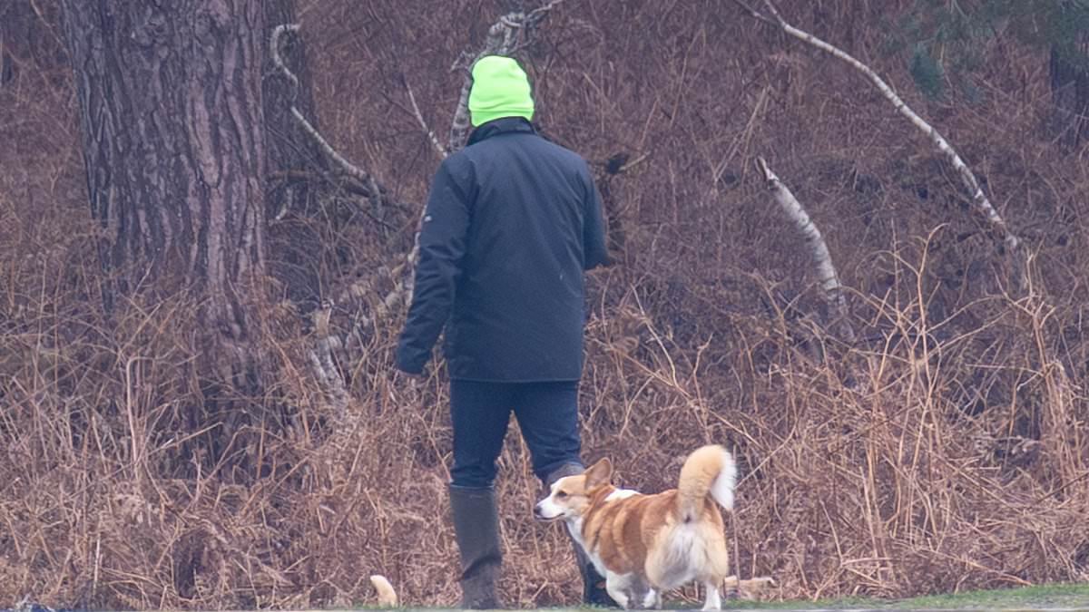 Queen's corgis have been evicted too: Royal dogs are spotted out for a walk on the Sandringham estate after Andrew's move from Windsor