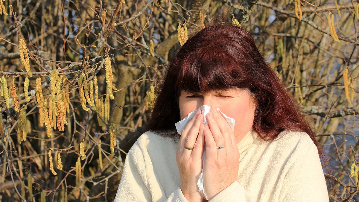 After weeks of clouds then two days of sun... come HAY FEVER warnings: Pollen explodes as skies clear