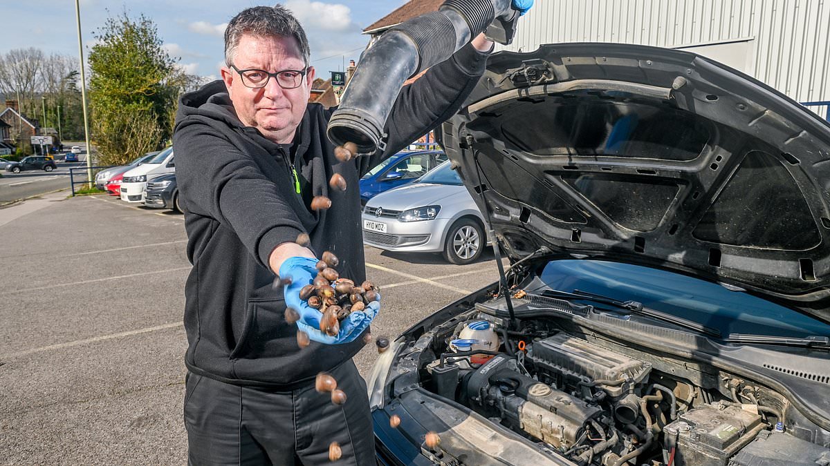 So THAT'S where squirrels hide their nuts! Baffled motorists find engine problems are down to rodents stuffing acorns into their cars