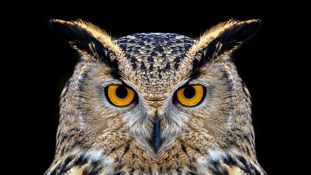 Why night owls and early birds are a very mixed bunch - which one are YOU?