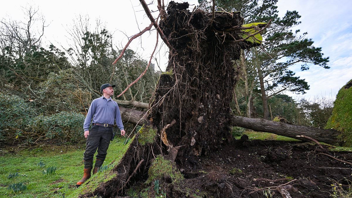 Frustrated residents hit out at lack of response after Storm Goretti cuts off towns with fallen trees and power outages - as Met Office issues warning over more rain