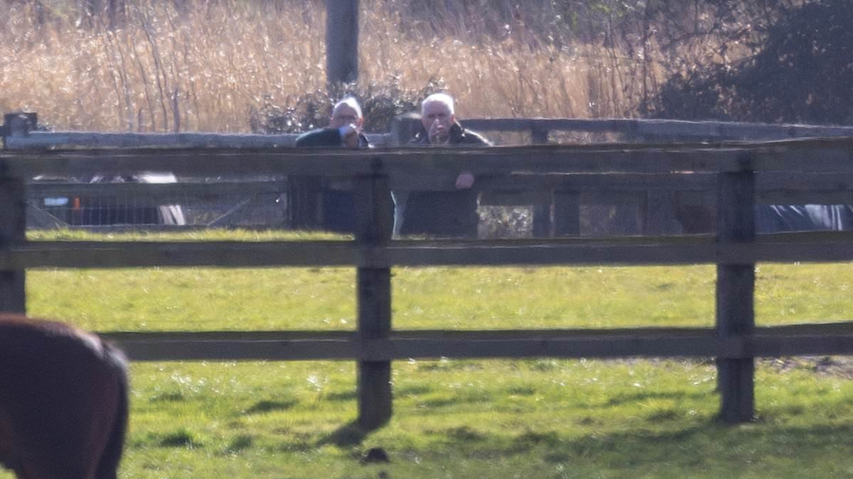 Andrew Mountbatten-Windsor is seen inspecting horses near his Norfolk home after disgraced royal was 'handed riding ban'