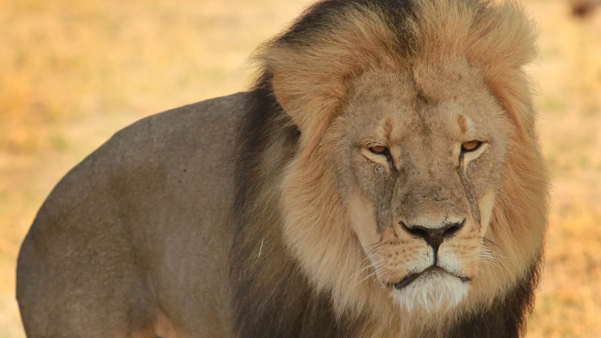 New twist in killing of Cecil the lion: Wildlife expert claims US dentist fatally shot the big cat DAYS before his death was discovered - and used a cynical tactic to buy time to flee Africa