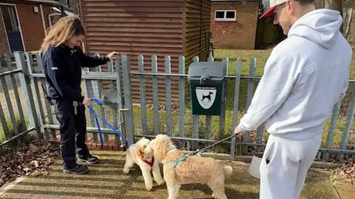 Best of friends! Heartwarming moment Love Island star and his pet cockapoo rescue Dexter the poodle who was left to die with 250 dogs in squalid home