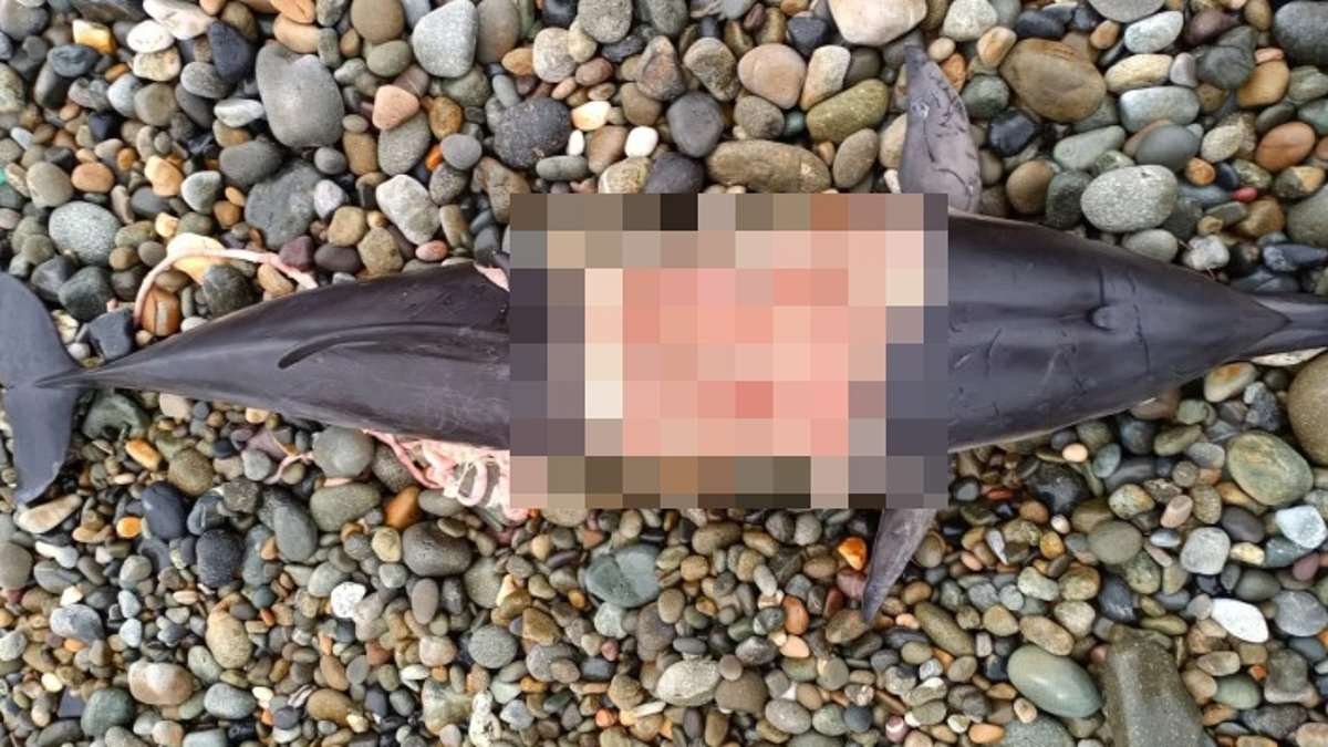 Killer seals have started eating dolphins in British waters - raising fears they could soon turn on swimmers