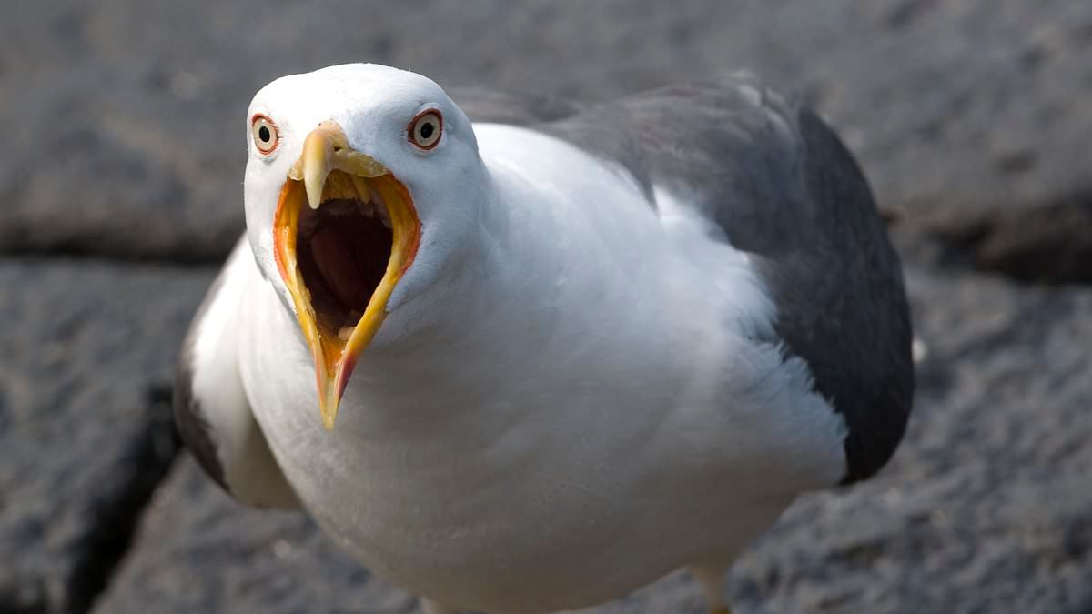 Angry birds! Be afraid, folks... seagull attacks are now 'co-ordinated' after they targeted an Easter Egg hunt