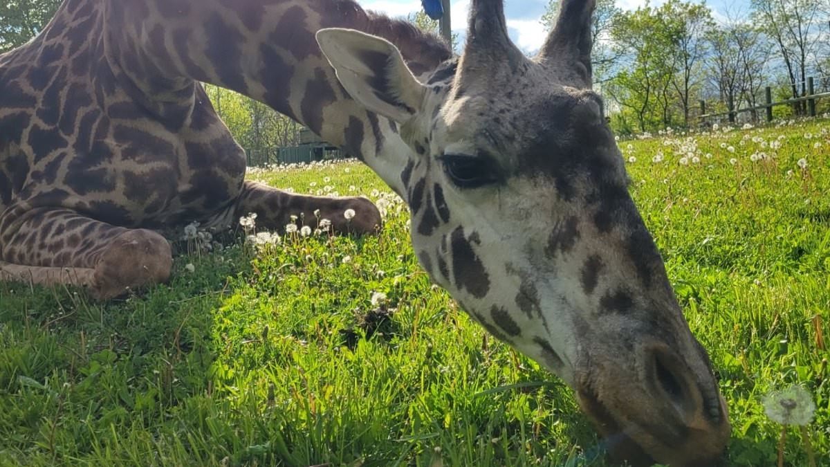 Endangered giraffe killed in freak accident after being allowed to explore new area of South Carolina zoo