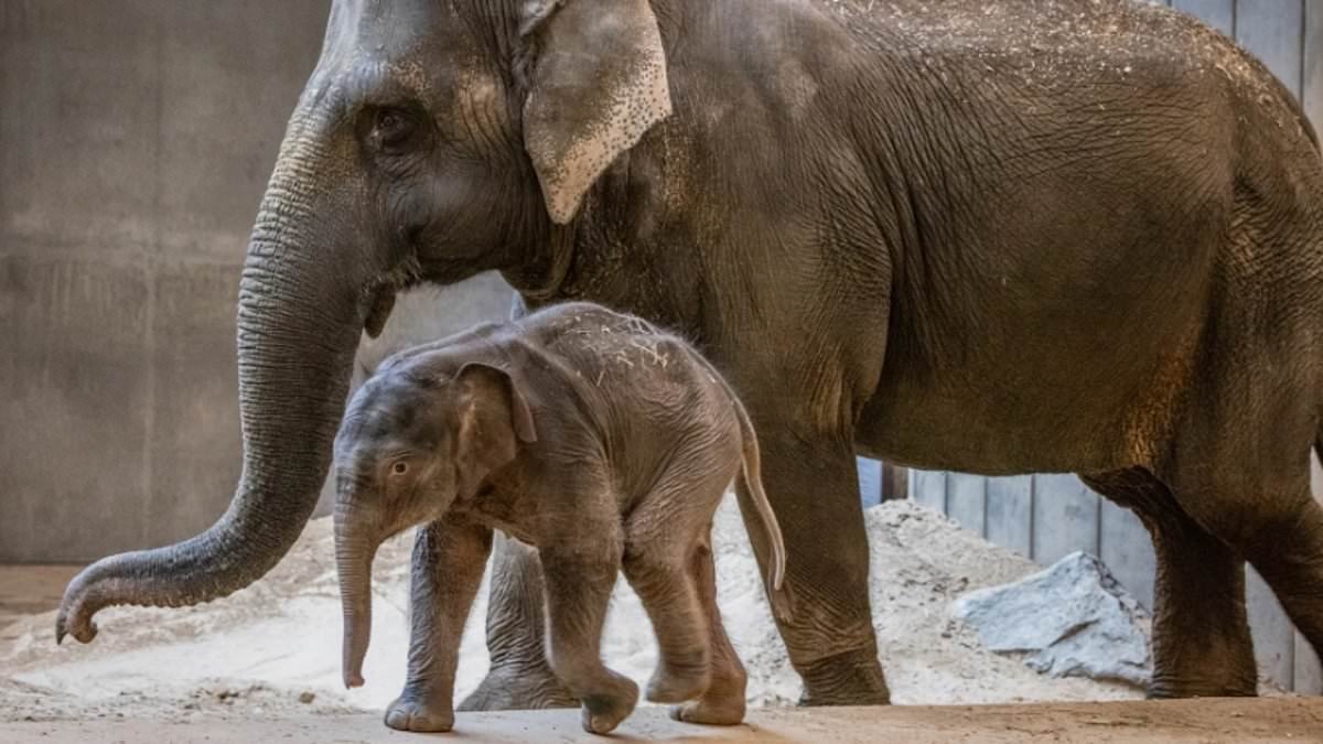 First Punch the monkey, now Linh Mai! Adorable baby elephant is the latest internet sensation after being shunned by her mother - as one fan says 'my heart can't take this anymore'