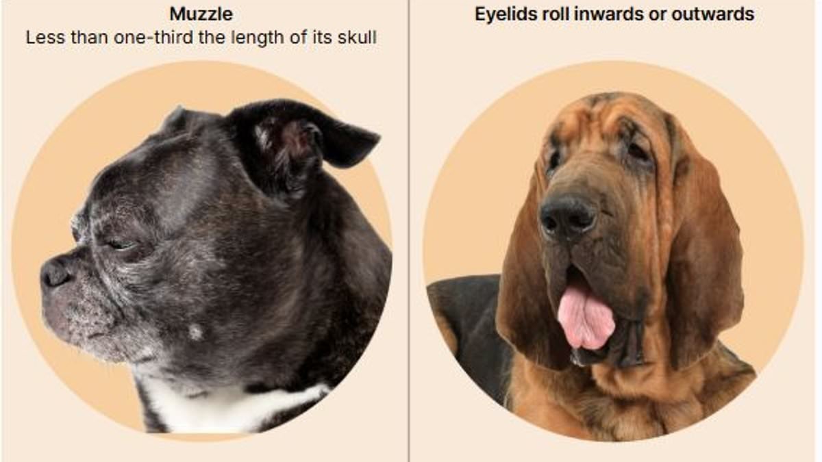From flat faces to stubby legs: The 10 extreme body conformations owners should AVOID in dogs, according to welfare experts