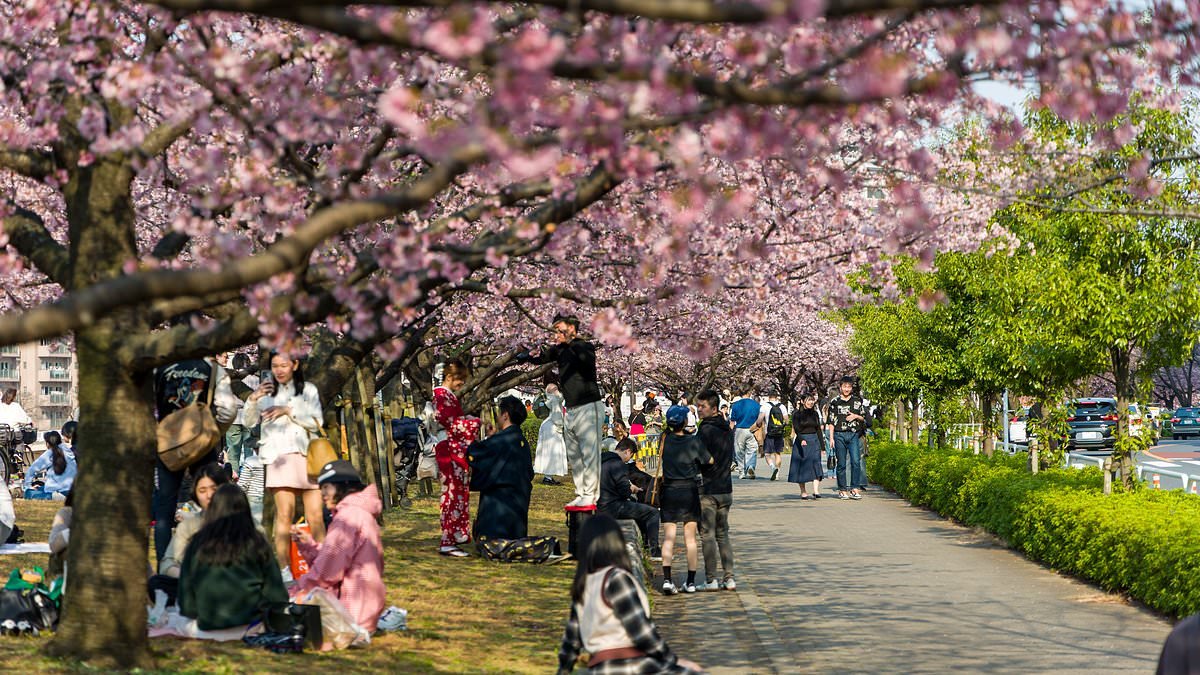 Japan resident reveals how to beat the cherry blossom crowds