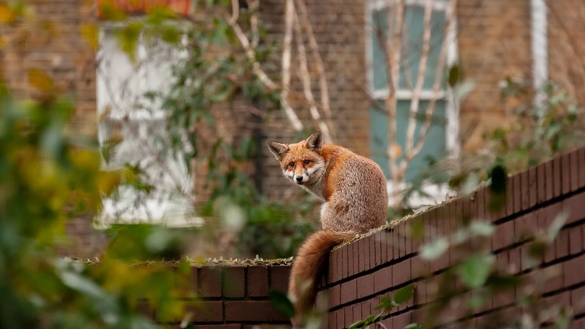 How those flesh-chilling fox screeches keeping you awake at night aren't what you think - and which tricks to banish them really work