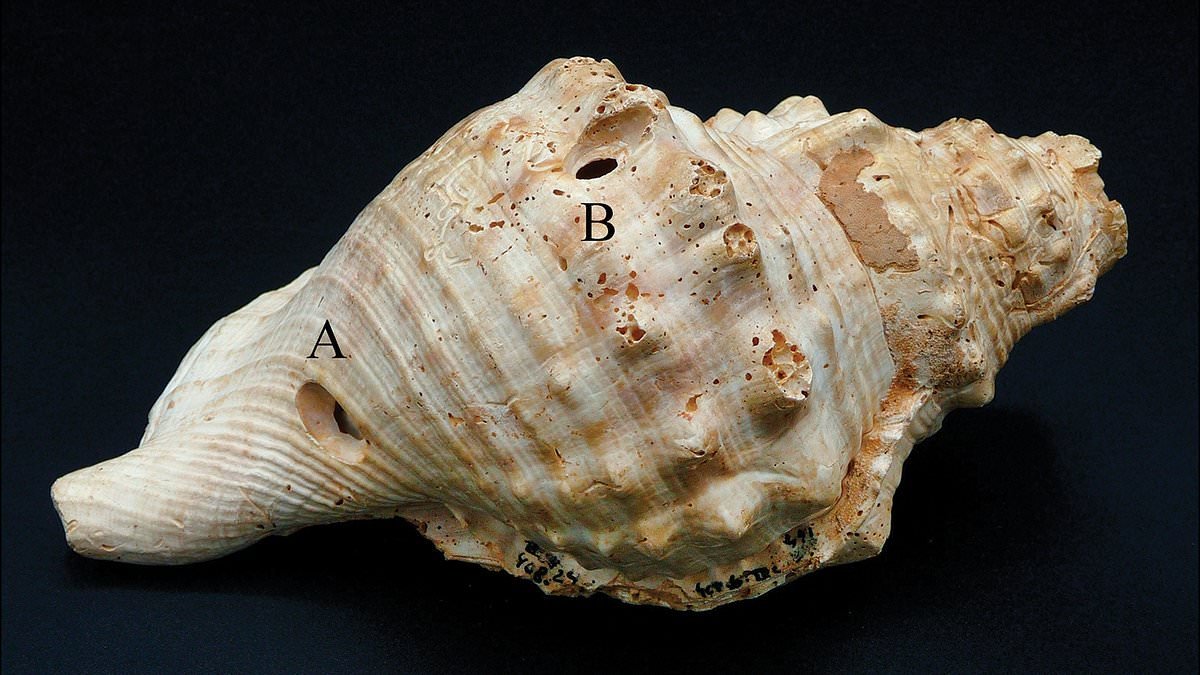 Prehistoric shell trumpets used as walkie talkies play a tune for the first time in 6,000 YEARS after scientists discovered they were used to communicate long distances