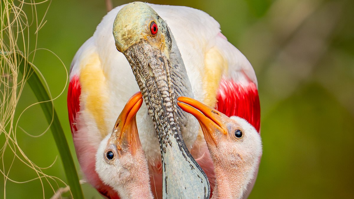 One family who don't mind their bills getting bigger! Mother spoonbill feeds her chicks in alligator-infested Florida swamp