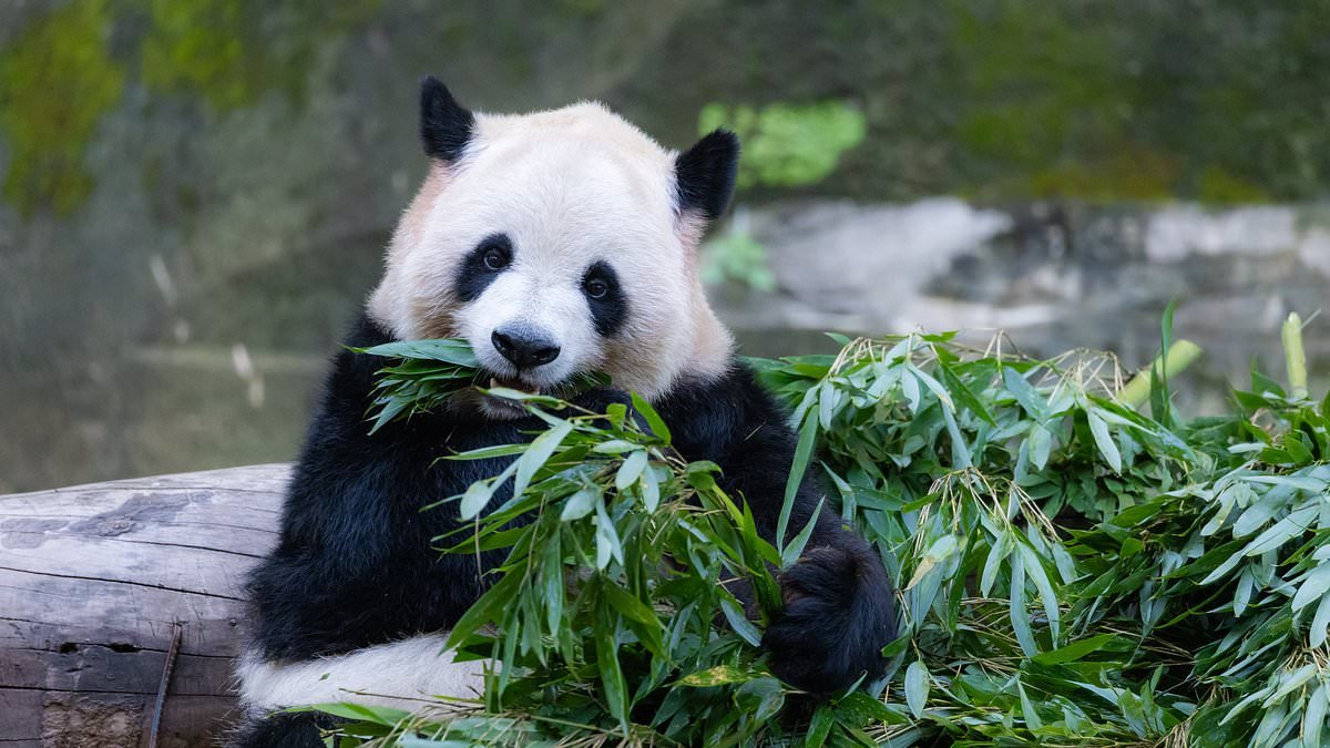 BMA launches 'hysterical' campaign likening GPs to Pandas as they face 'extinction'