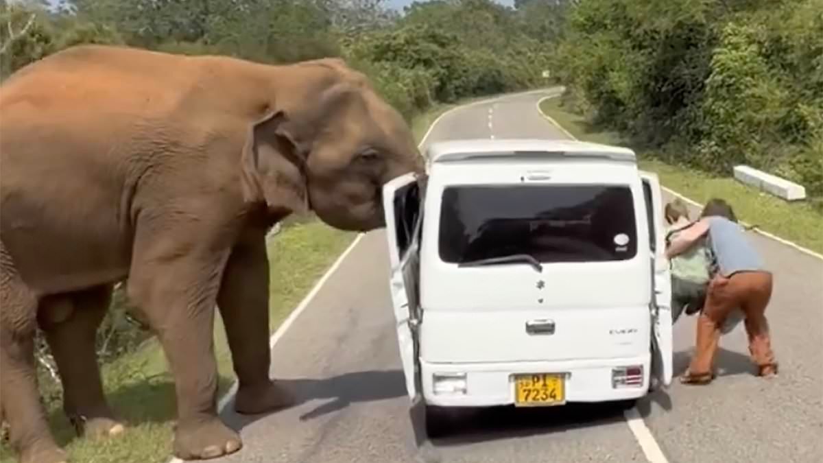 Moment terrified tourists run for their lives as elephant destroys their car after one of them 'offered it food' in Sri Lanka