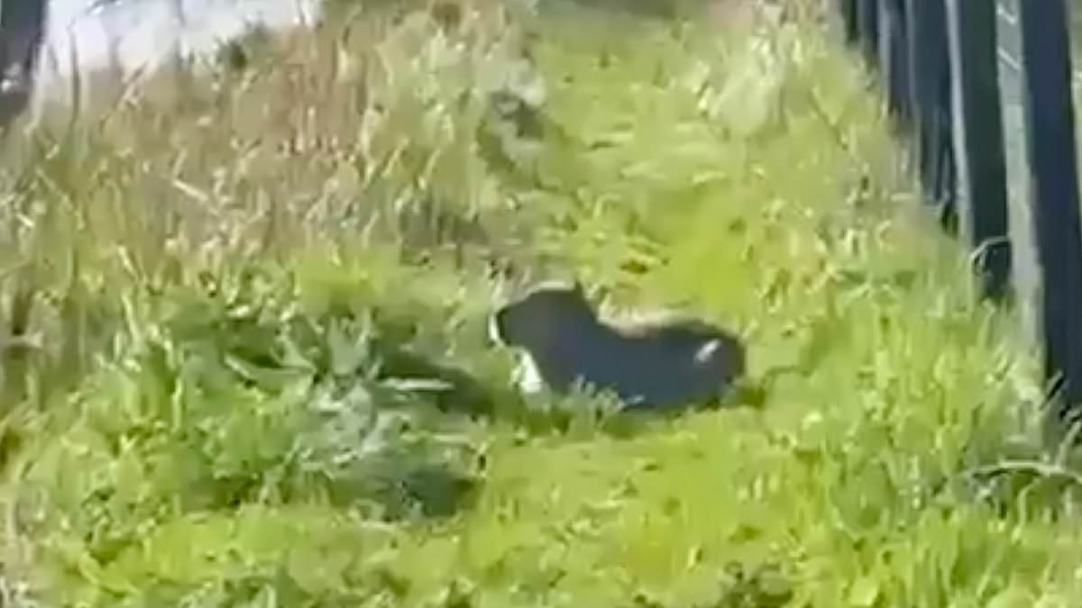 Check your ponds for missing capybara, zoo says: Sniffer dogs brought in to hunt for Samba