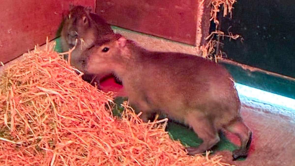 World's largest rodent on the loose! Capybara named Samba is running wild after escaping zoo in Hampshire TWO days ago - with last sighting near a pub...