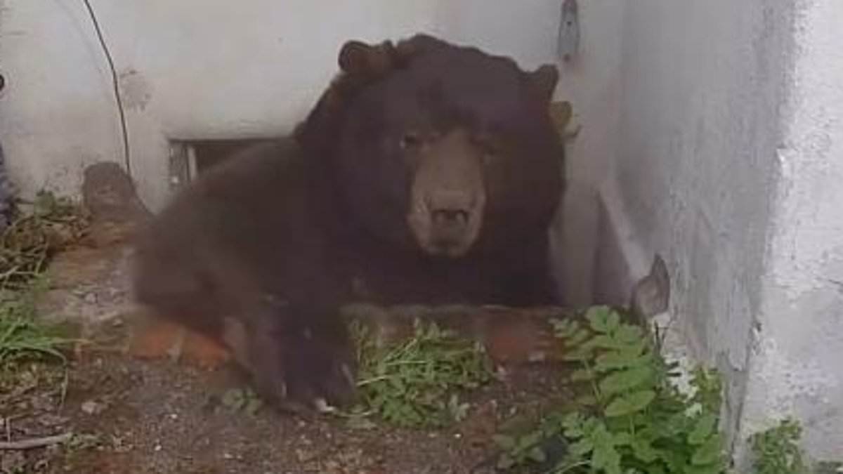 Massive bear finally evicted from California home after terrorizing owner for more than a month