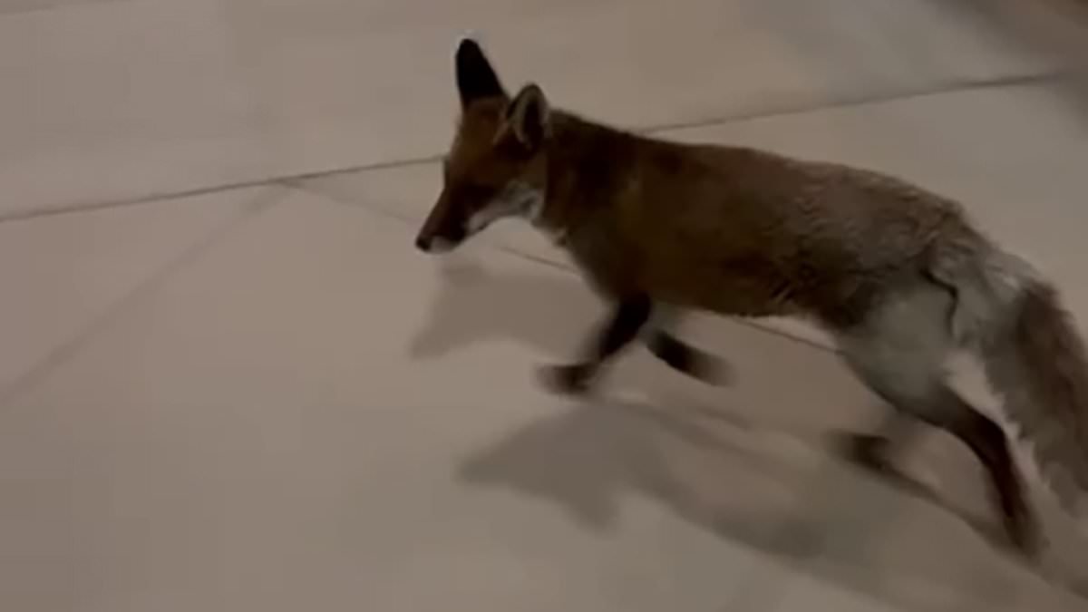 'Freda', the fox which evaded Parliament security for months - giving her 'a better attendance record than some members of the Lords' - caught and released into the wild