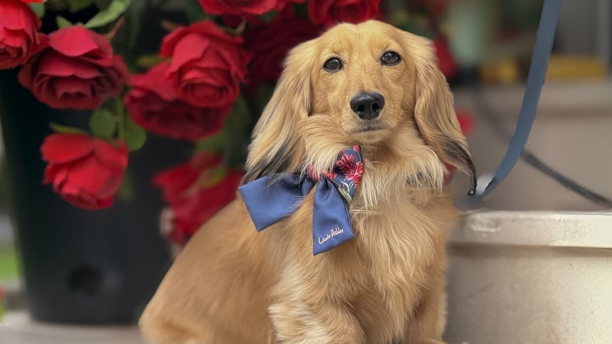 Our adorable dachshund is the family 'breadwinner' who earns £4,600 a month through Instagram