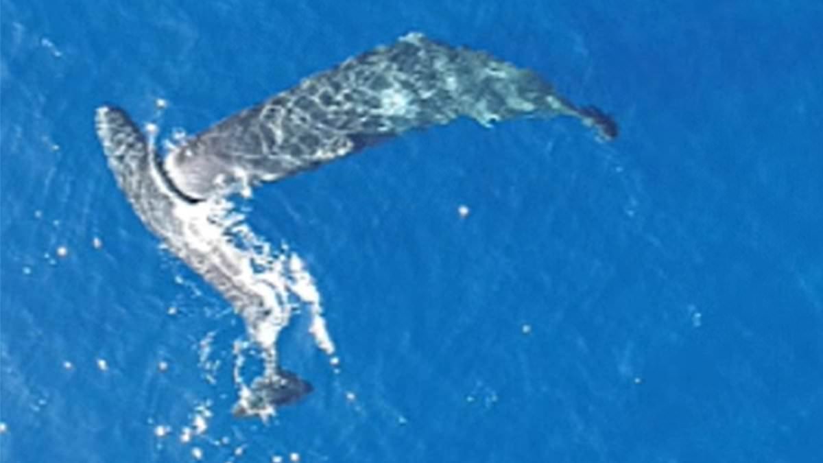 Moby Dick was right! Sperm whales really do HEADBUTT each other, drone footage confirms