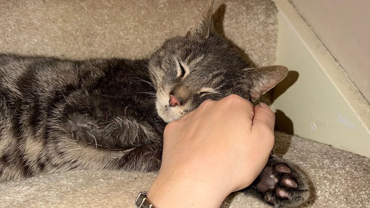 The purrfect ending! Missing cat is finally reunited with his owner five years after being 'cat napped'