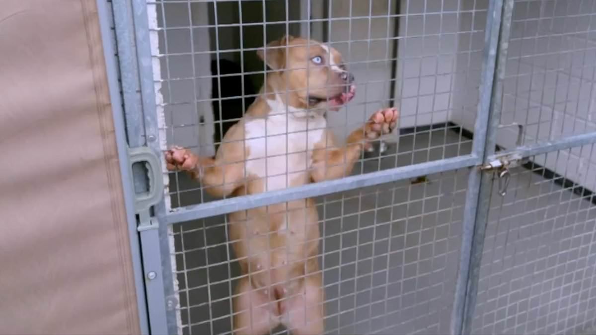 Inside the XL Bully pound: Specialists kennels housing 500 of the seized dangerous dogs where staff 'dread the phone ringing'