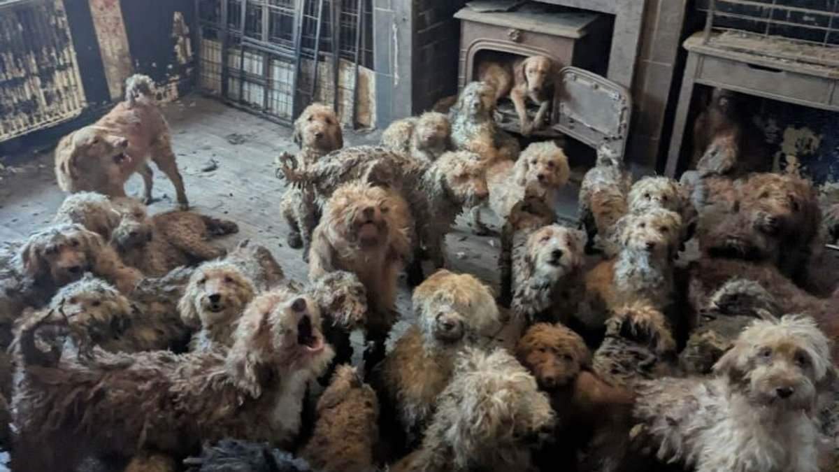 More than 250 poodles are found inside ONE home - after owners say they got 'overwhelmed by breeding'