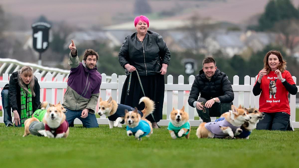 On your barks! Corgis go head-to-head in 70-metre dash to celebrate dog breed beloved by Queen Elizabeth II