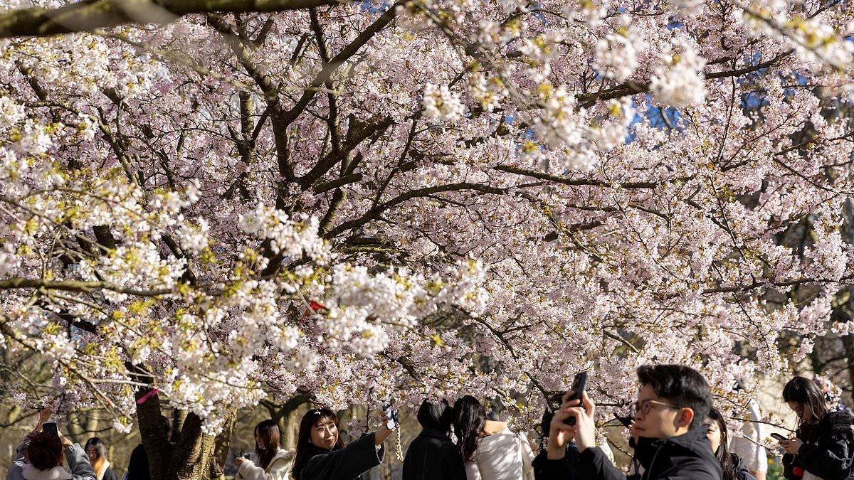 Britain set to be as hot as Madrid as spring sunshine finally arrives bringing temperatures as high as 20C