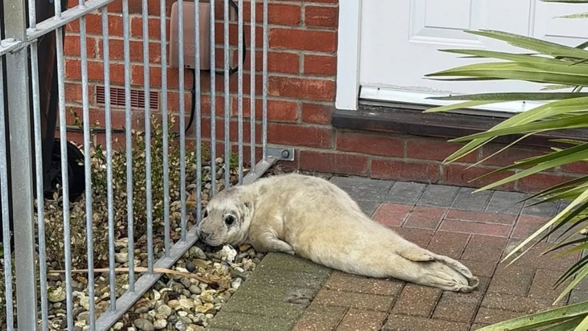 Lone baby seal pup is rescued after being found lying outside front door by postman