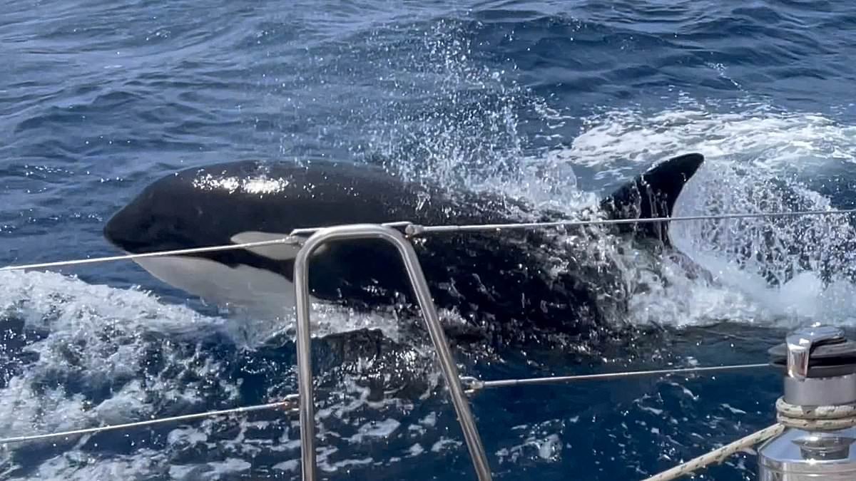 Rogue 'Gladiator' pod of orcas attacking boats in the Strait of Gibraltar is 'speaking' in a unique language that scientists have NEVER heard before
